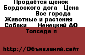 Продаётся щенок Бордоского дога › Цена ­ 37 000 - Все города Животные и растения » Собаки   . Ненецкий АО,Топседа п.